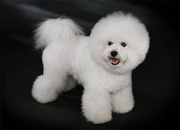 Bichon frites