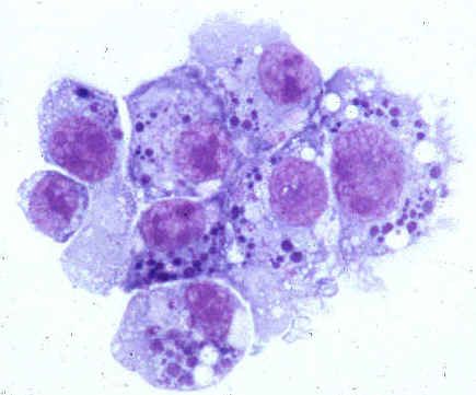 Patogener av menneskelig anaplasmosis (familie Anaplasmataceae)