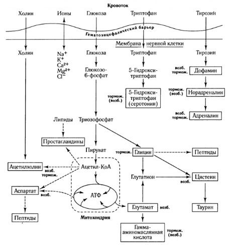 Måtene til mediatorutveksling og rollen som blod-hjernebarrieren i metabolismen (på: Shepherd, 1987)