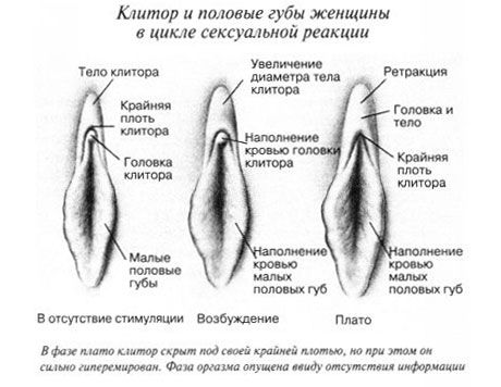 Klitoris under samleie