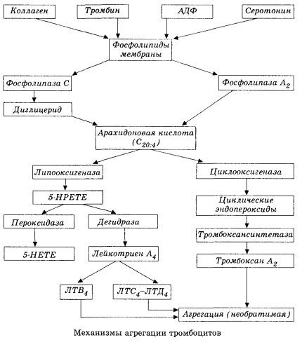 Den første fasen av hemokoagulering og mekanismen for lokal hemokoaguleringshemostase