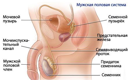 Anatomi og fysiologi av det mannlige reproduktive systemet