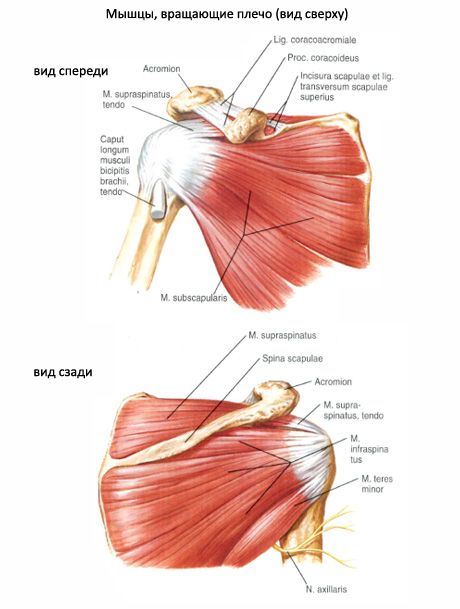 Muskulære og subakutte muskler