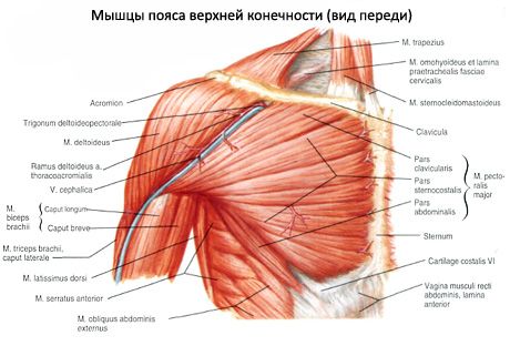 Muskler i brystet
