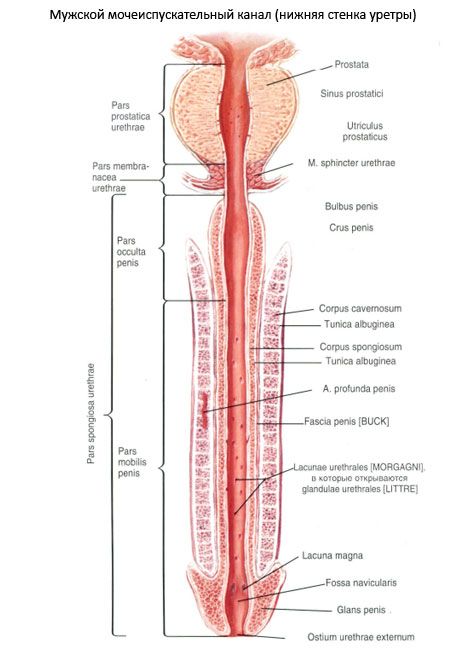 Mannlig urinrør, mannlig urinrør