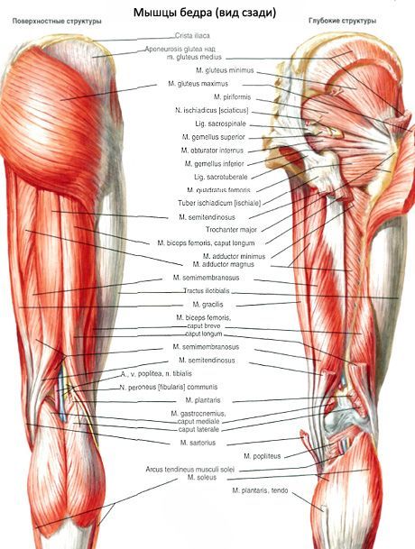 Muskler i bekkenet (muskler i bekkenbeltet)