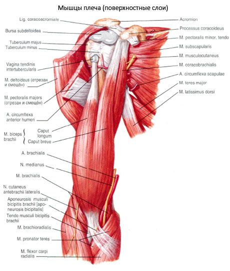 Biceps armen (skulderbiceps)