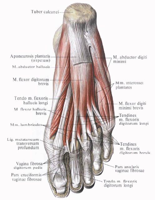 Muskler av foten