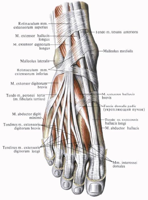 Muskler av foten