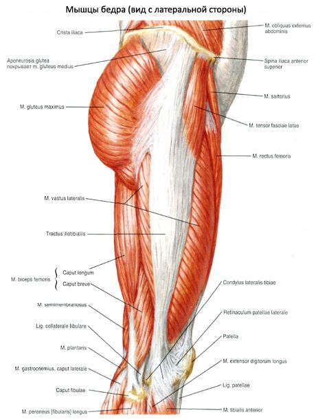 Muskler i bekkenet (muskler i bekkenbeltet)