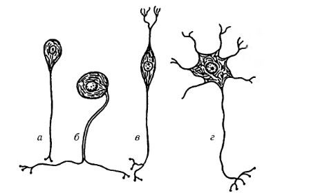 Typer av nerveceller