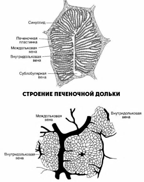 Struktur av leverkroppen