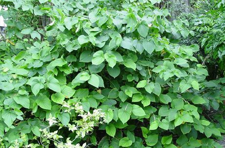 Cava er produsert fra roten av bushen (Piper methysticum)