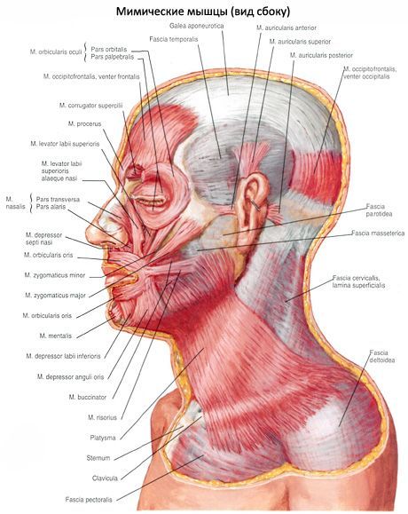 Den subkutane muskel i nakken (platysma)