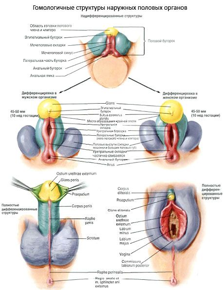 Homologe strukturer av de ytre kjønnsorganene
