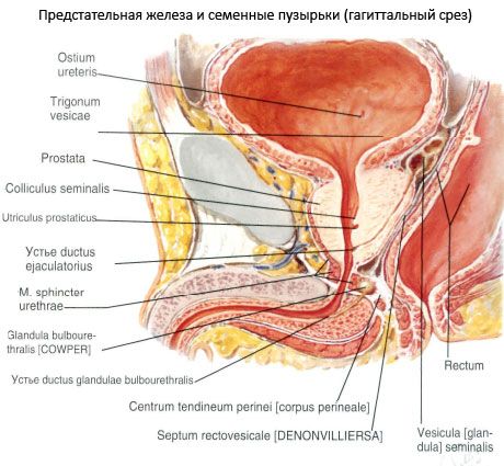 Prostata (prostata kjertel)