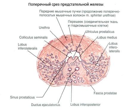 Prostata (prostata kjertel)
