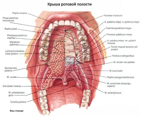 Oral hulrom