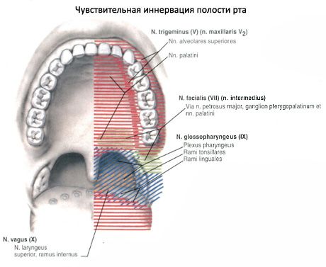 Oral hulrom