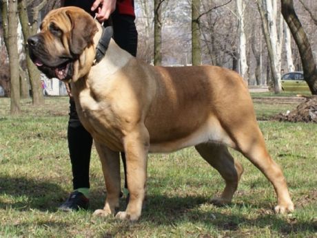 Spansk mastiff