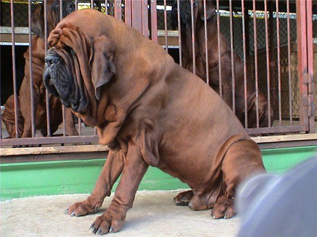 Koreansk mastiff