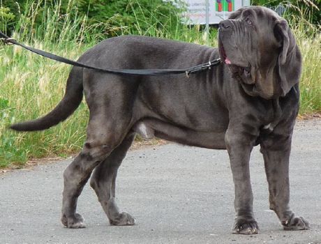 Napolitaanse Mastiff