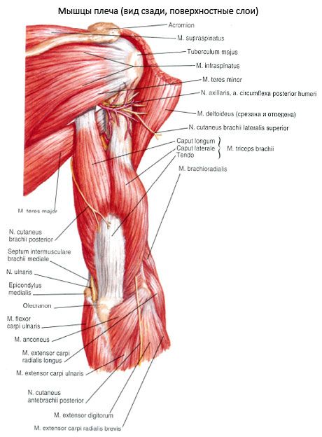 Triceps brachialis muskel (triceps pelchet)