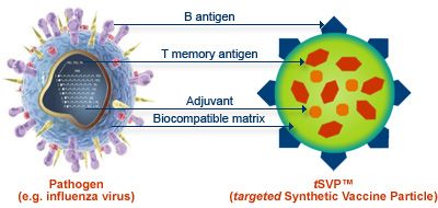 En kompleks syntetisk vaksine basert på DNA-molekyler