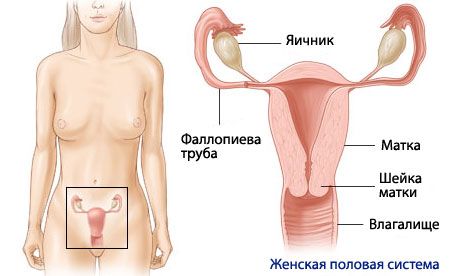 Anatomi og fysiologi av det kvinnelige reproduktive systemet