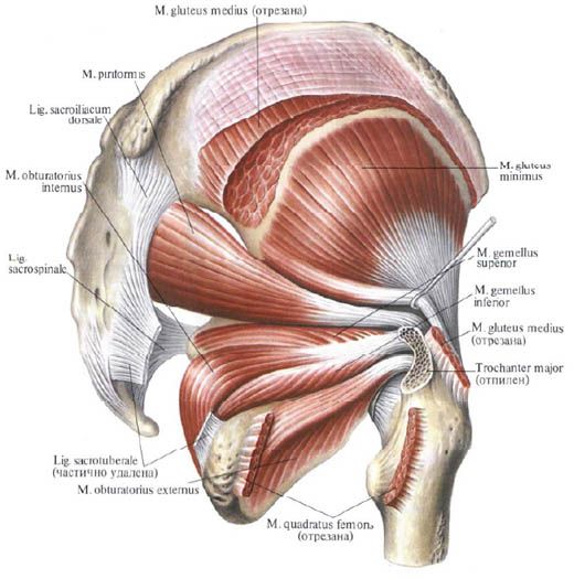 Gluteus muskler (medial gluteus muskel)
