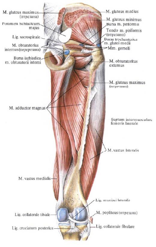 Gluteus muskler (liten gluteus muskel)