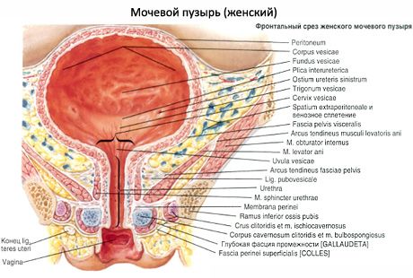 Kvinne urinrør, kvinnelig urinrør