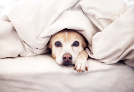 Kjennskap til en hund med et nyfødt barn