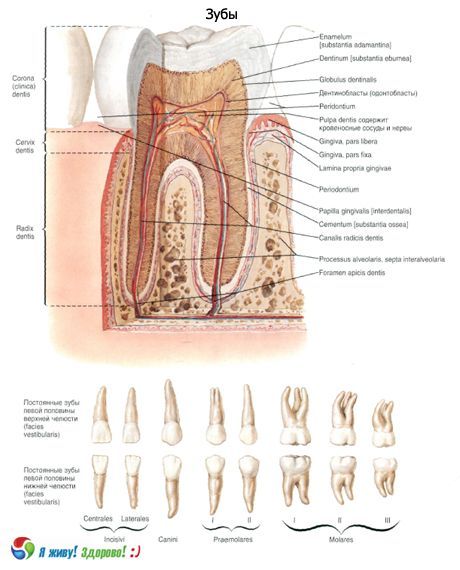 Tenner.  Strukturen av tannen